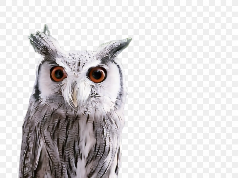 Owl Bird Bird Of Prey Eastern Screech Owl Beak, PNG, 2000x1504px, Owl, Beak, Bird, Bird Of Prey, Eastern Screech Owl Download Free