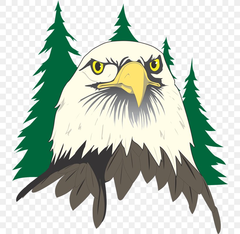 River Eves Elementary School Eagle River Elementary School East Orient Elementary School, PNG, 738x800px, School, Accipitriformes, Bald Eagle, Beak, Bird Download Free