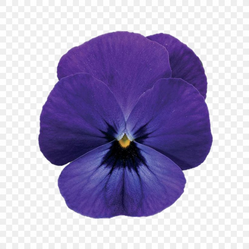 Viola Cornuta Violet Pansy Lilac Color, PNG, 1000x1000px, Viola Cornuta, Blue, Cobalt Blue, Color, Flower Download Free