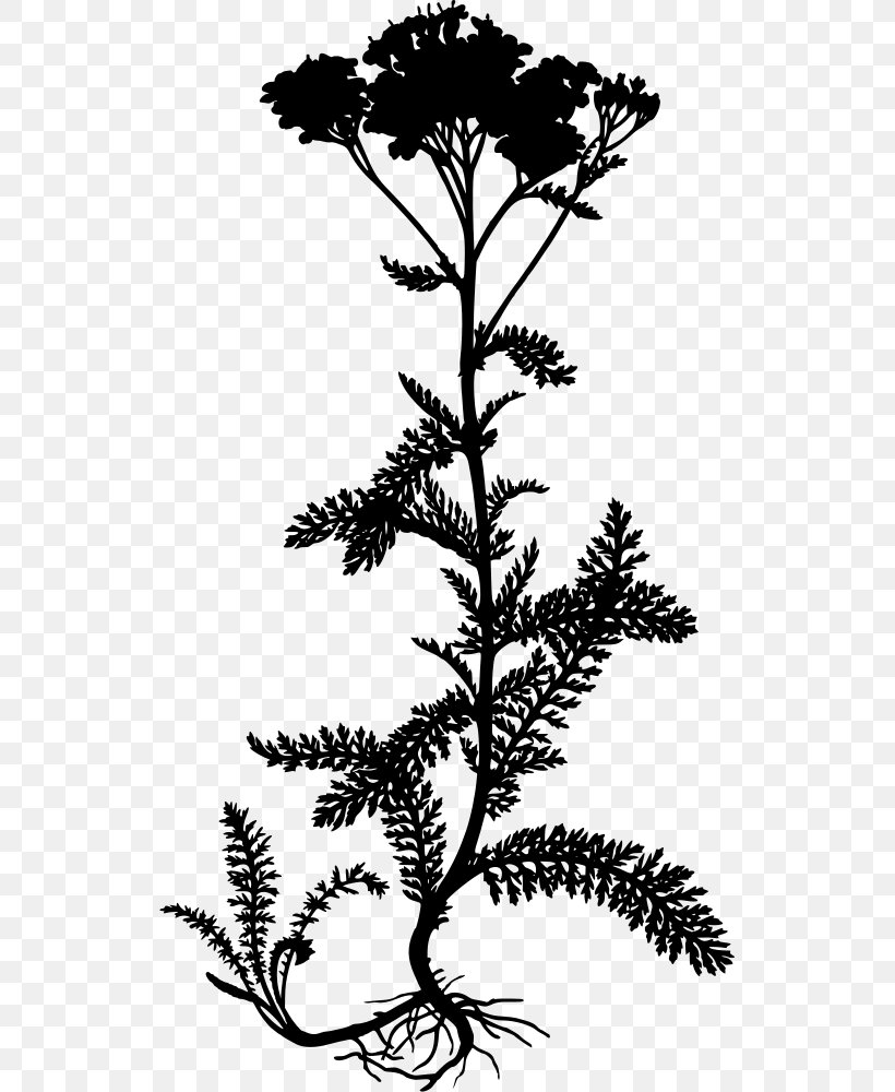 Yarrow Köhler's Medicinal Plants Daisy Family, PNG, 527x1000px, Yarrow, Black And White, Botany, Branch, Butterfly Gardening Download Free