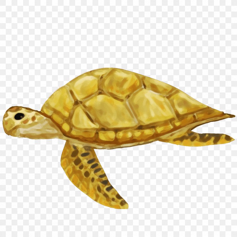 Box Turtles Sea Turtle Tortoise, PNG, 1000x1000px, Box Turtles, Animal, Box Turtle, Carapace, Crying Download Free