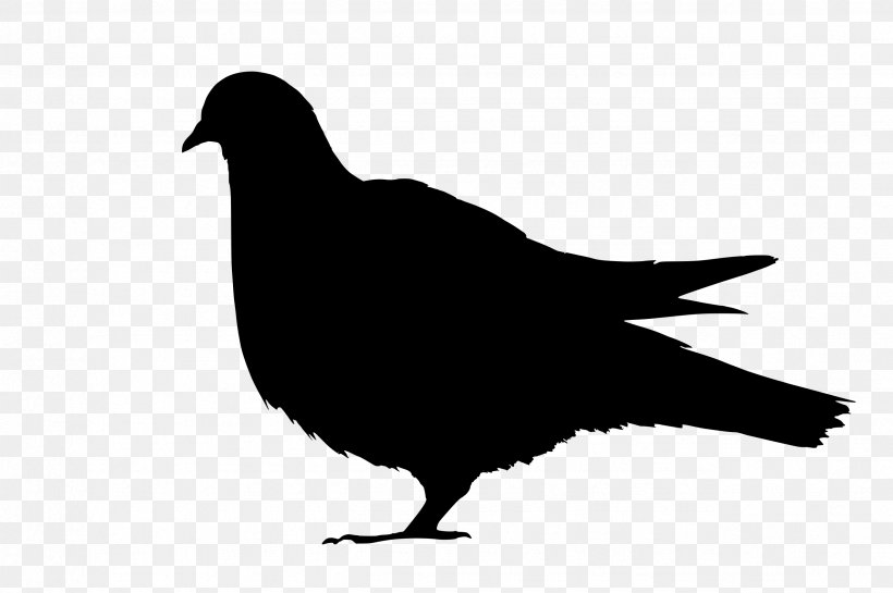 Domestic Pigeon Columbidae Bird Fancy Pigeon Feral Pigeon, PNG, 2552x1698px, Domestic Pigeon, Beak, Bird, Black And White, Columbidae Download Free