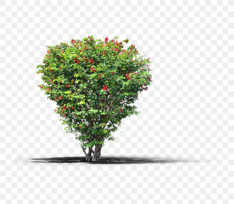Fruit Tree Plant, PNG, 716x716px, Tree, Architectural Rendering, Bonsai, Branch, Flower Download Free