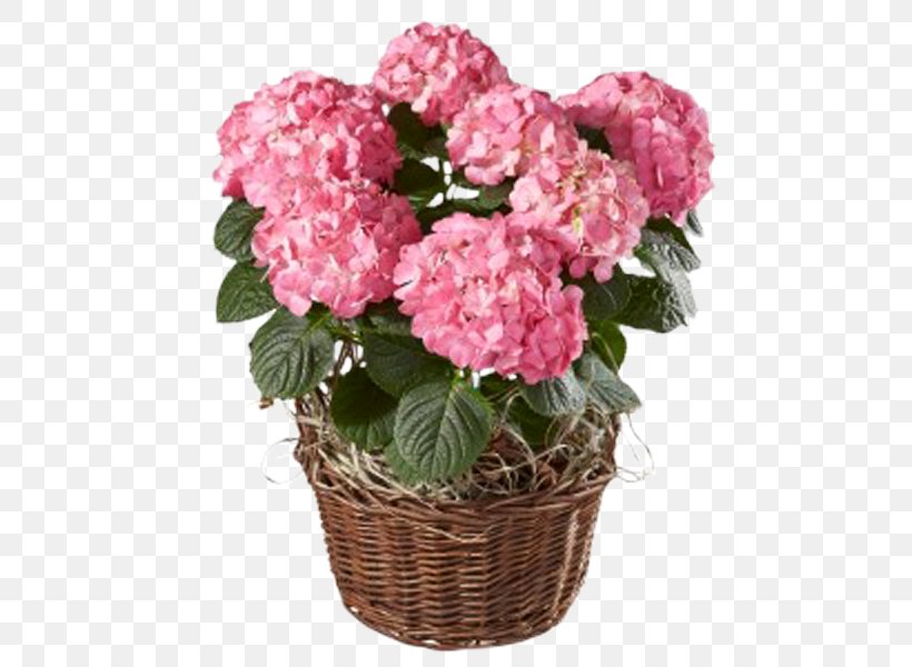 Hydrangea Switzerland Flower Floristry Interflora, PNG, 600x600px, Hydrangea, Annual Plant, Balcony, Bloemisterij, Cornales Download Free