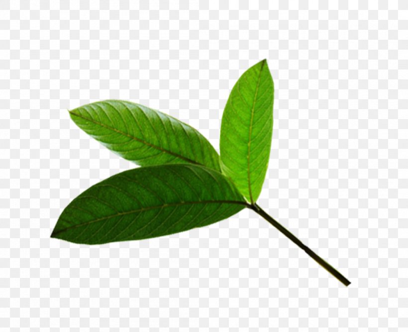 Leaf, PNG, 1050x857px, Leaf, Plant Download Free
