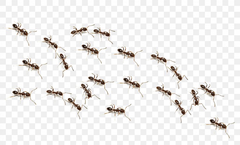 The Ants Insect, PNG, 1128x680px, Ant, Colony, Eusociality, Fire Ant, Hymenopterans Download Free