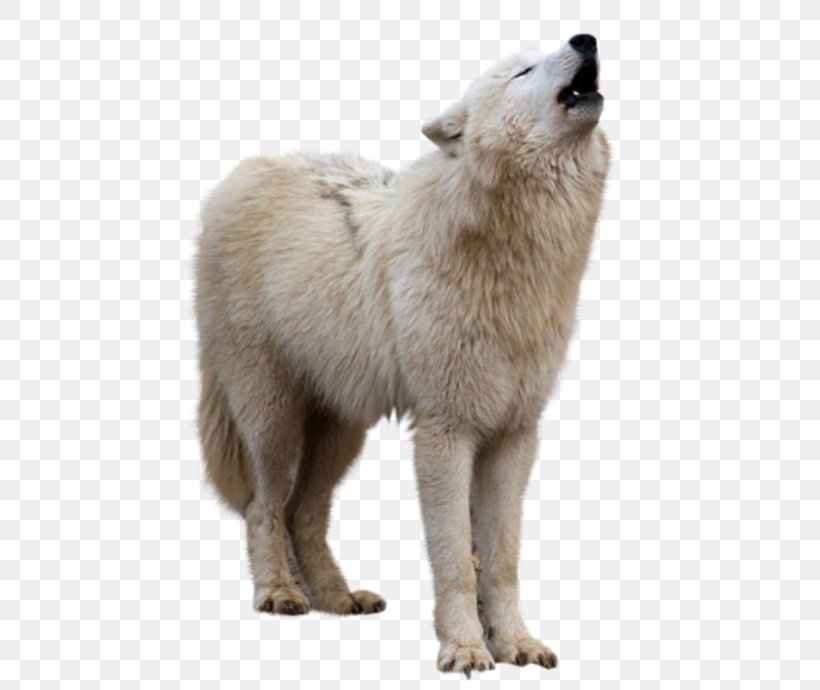 Arctic Wolf Clip Art, PNG, 500x690px, Arctic Wolf, Aullido, Canis Lupus Tundrarum, Carnivoran, Dog Breed Download Free