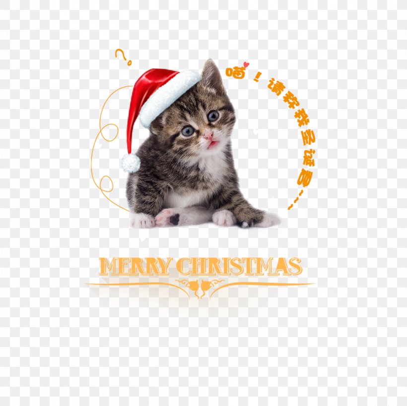 Bengal Cat Kitten Dog Hello Kitty, PNG, 1181x1181px, Bengal Cat, Carnivoran, Cat, Cat Like Mammal, Cuteness Download Free