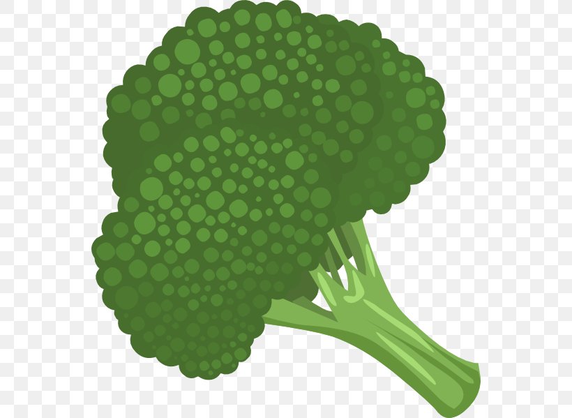 Broccoli Slaw Vegetable Clip Art, PNG, 558x599px, Broccoli Slaw, Brassica Oleracea, Broccoli, Cabbage, Cauliflower Download Free