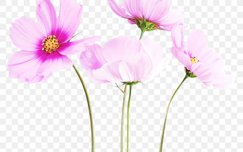 Flower Petal Pink Plant Cosmos, PNG, 1368x855px, Flower, Cosmos, Cut Flowers, Garden Cosmos, Petal Download Free