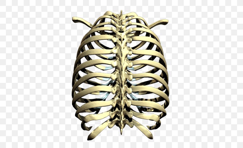 Rib Cage Skeleton, PNG, 500x500px, Rib Cage, Bone, Brass, Human Skeleton, Metal Download Free