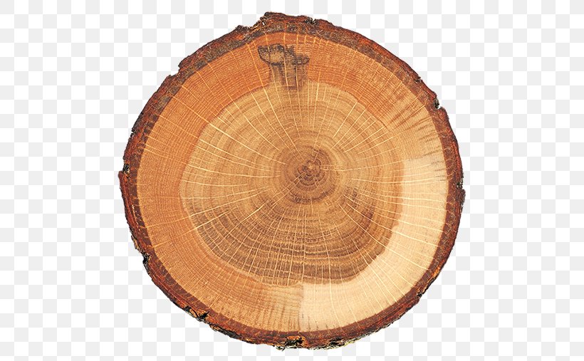 Tree Stump Trunk Wood Stock Photography, PNG, 507x507px, Tree Stump, Cross Section, Istock, Lumber, Oak Download Free