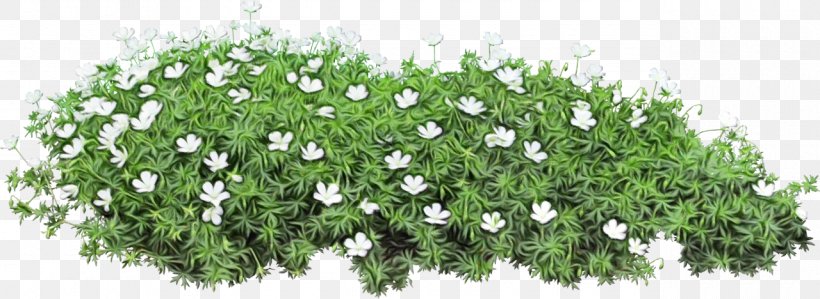 Flower Plant Grass Groundcover Flowering Plant, PNG, 1280x468px, Watercolor, Bellflower, Flower, Flowering Plant, Grass Download Free