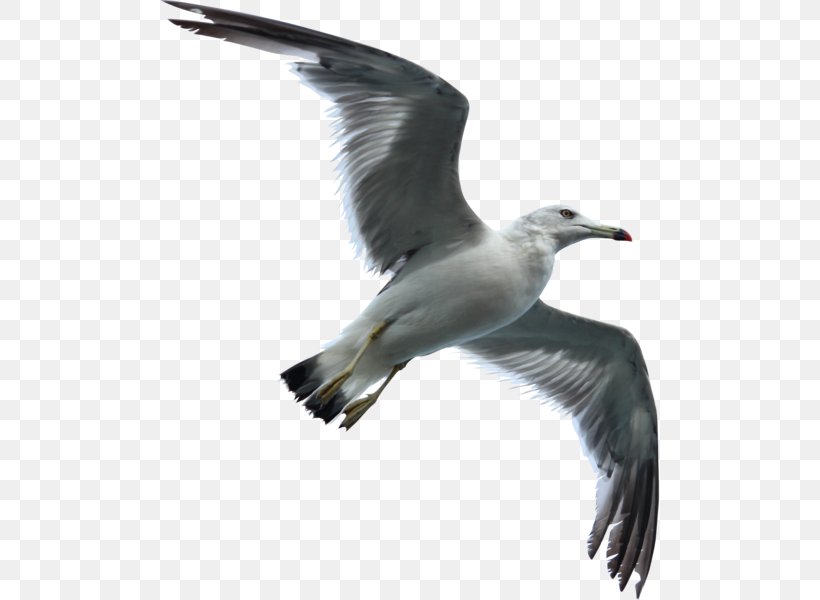 Gulls Bird Flight European Herring Gull Water Bird, PNG, 499x600px, Gulls, Albatross, Animal, Beak, Bird Download Free