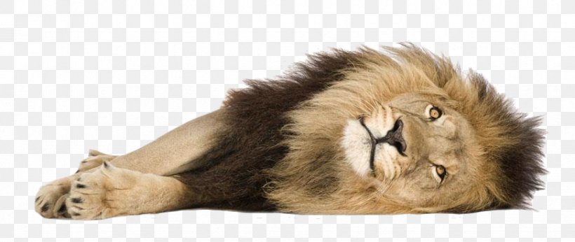 Lionhead Rabbit Cougar Felidae, PNG, 873x369px, Lion, Big Cat, Big Cats, Carnivoran, Cat Like Mammal Download Free