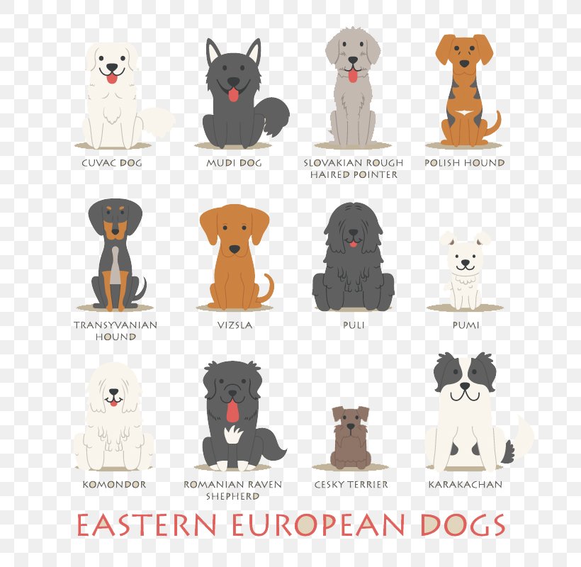 Polish Hound Basset Hound Dachshund Puppy Eastern Europe, PNG, 800x800px, Polish Hound, Basset Hound, Carnivoran, Dachshund, Dog Download Free