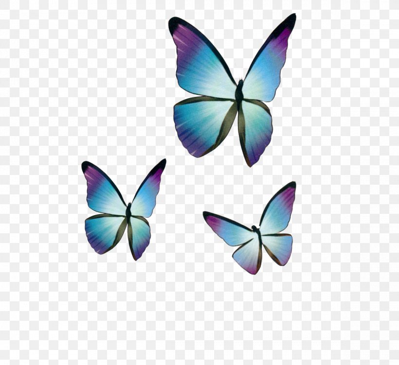 blue cartoon butterfly