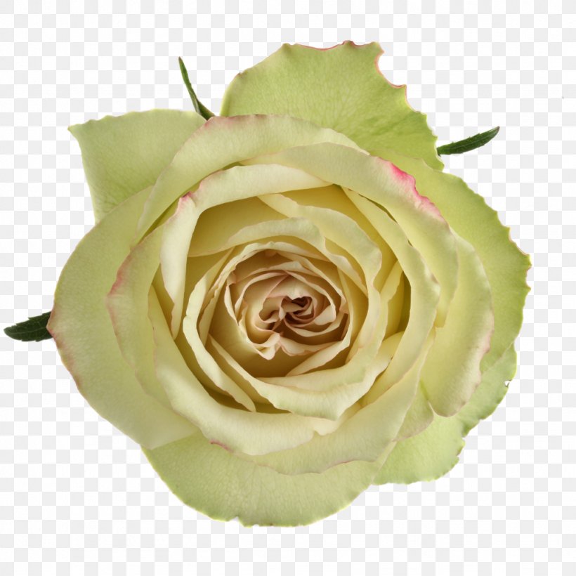 Garden Roses Cabbage Rose Floribunda Cut Flowers Petal, PNG, 1024x1024px, Garden Roses, Cabbage Rose, Cut Flowers, Floribunda, Flower Download Free