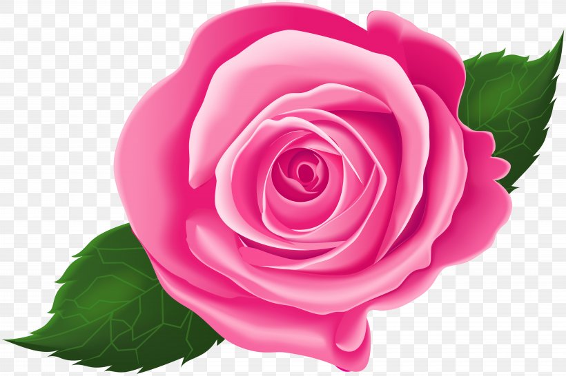 Garden Roses Cabbage Rose Floribunda Pink Clip Art, PNG, 8000x5329px, Garden Roses, Annual Plant, Cabbage Rose, China Rose, Close Up Download Free