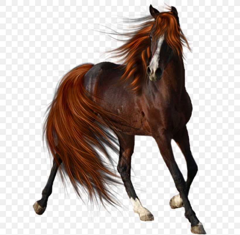 Horse Mane Stallion Pony Mule, PNG, 600x802px, Horse, Animal, Bridle, Equestrian, Equus Download Free