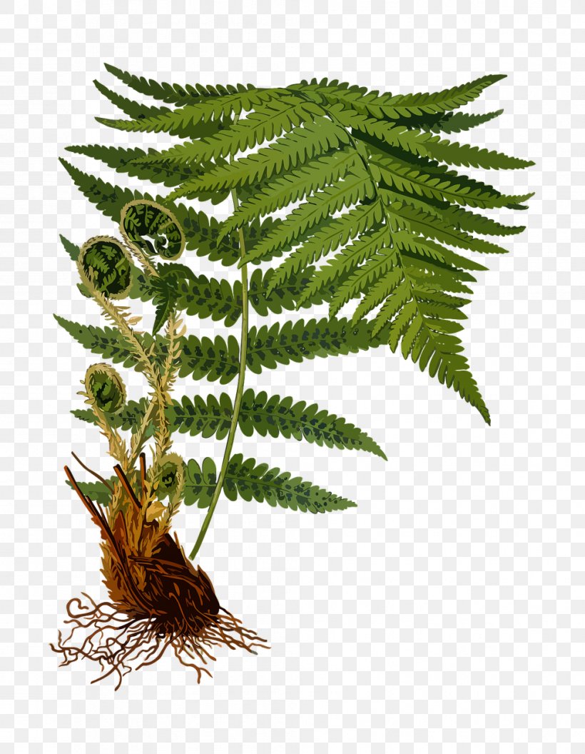 Köhler's Medicinal Plants Male Fern Pteridophytes Dryopteris Carthusiana, PNG, 993x1280px, Male Fern, Botanical Illustration, Botany, Fern, Ferns And Horsetails Download Free