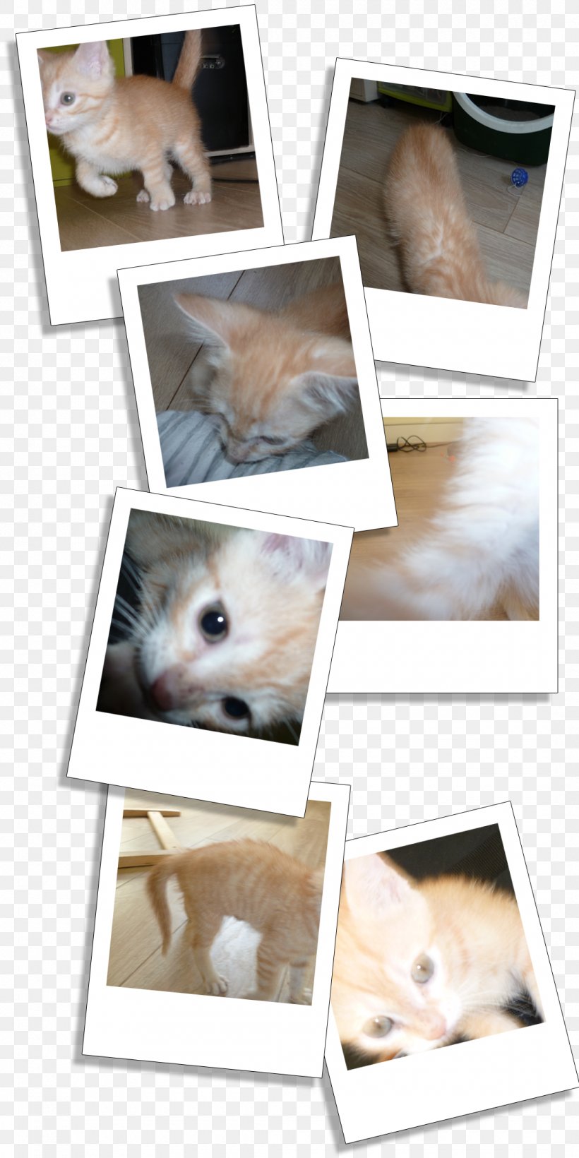 Kitten Guanaco Whiskers Cat Llama, PNG, 1080x2160px, Kitten, Carnivoran, Cat, Cat Like Mammal, Collage Download Free