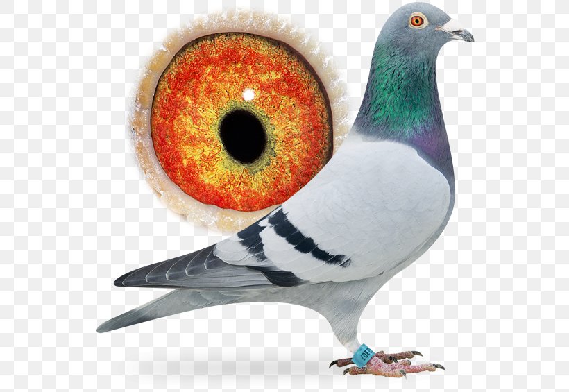 Racing Homer Columbidae Homing Pigeon Bird Pigeon Racing, PNG, 556x565px, Racing Homer, Beak, Bird, Breed, Columbidae Download Free