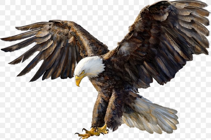 Bald Eagle Drawing White-tailed Eagle Golden Eagle, PNG, 1600x1068px, Bald Eagle, Accipitriformes, Beak, Bird, Bird Of Prey Download Free