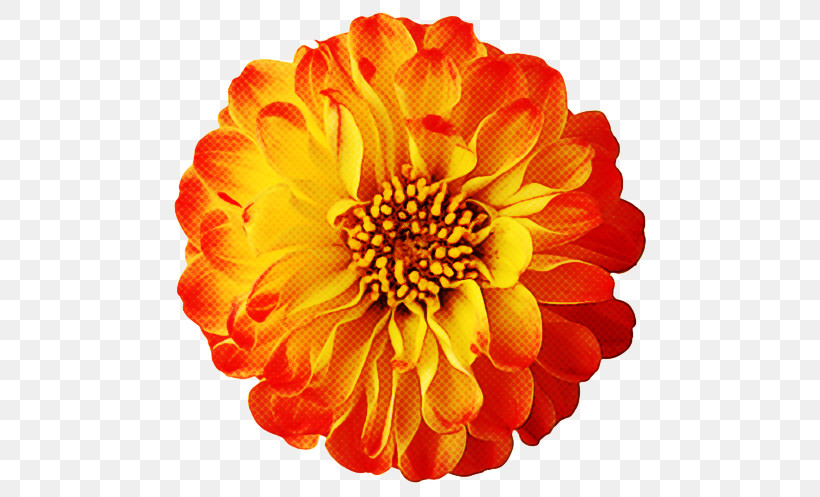 Orange, PNG, 700x497px, Flower, Annual Plant, Common Zinnia, Cut Flowers, Dahlia Download Free