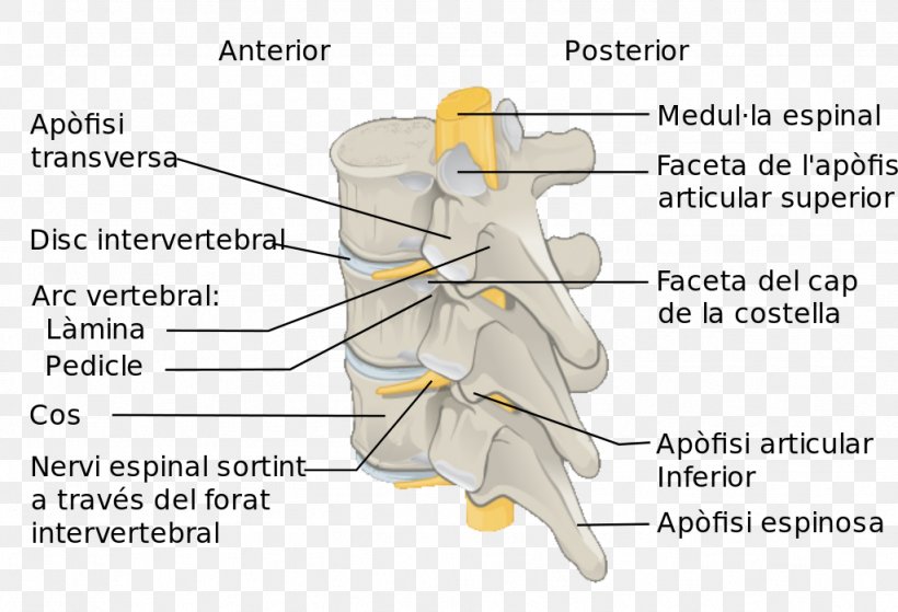 Vertebral Column Spinal Cord Anatomy Lumbar Vertebrae, PNG, 1024x699px, Watercolor, Cartoon, Flower, Frame, Heart Download Free
