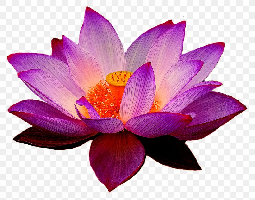 Nelumbo Nucifera Lotus Yoga Fit Flower Clip Art, PNG, 1409x1109px, Nelumbo Nucifera, Android, Aquatic Plant, Common Sunflower, Egyptian Lotus Download Free