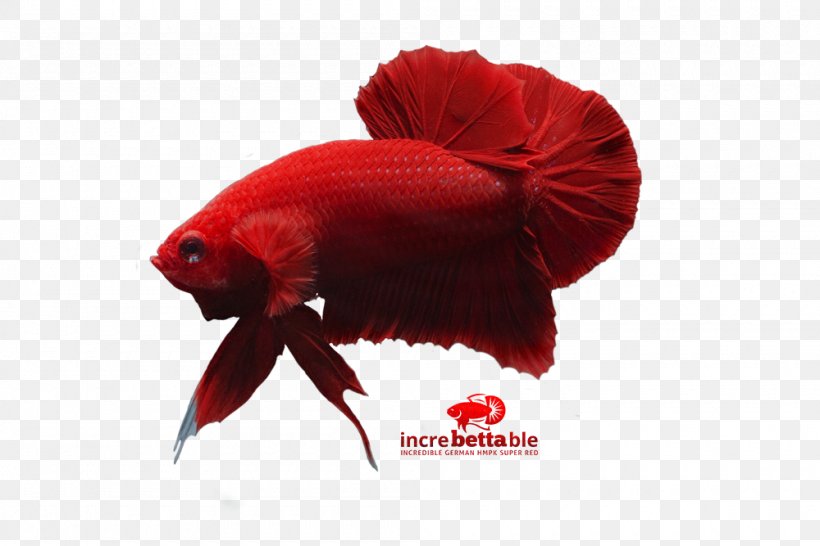 Siamese Fighting Fish Red Yellow, PNG, 1000x667px, Siamese Fighting Fish, Betta, Fish, Organism, Red Download Free