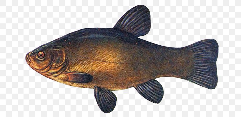Actinopterygii Tench Lenok Fish Common Carp, PNG, 711x400px, Actinopterygii, Bony Fish, Bony Fishes, Burbot, Carp Download Free