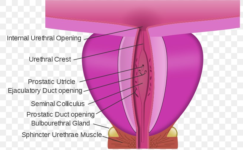 Gray's Anatomy Membranous Urethra Prostate Prostatic Urethra, PNG, 800x509px, Urethra, Anatomy, Magenta, Pelvis, Petal Download Free