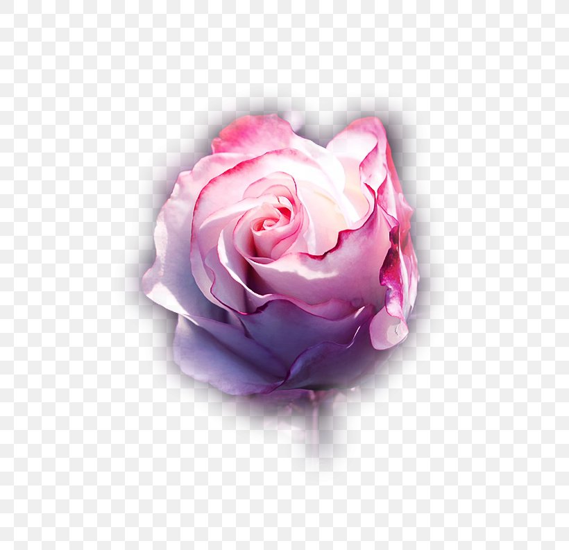 Rose Image Internet Forum LiveInternet Blog, PNG, 600x793px, Rose, Blog, Cut Flowers, Diary, Floribunda Download Free