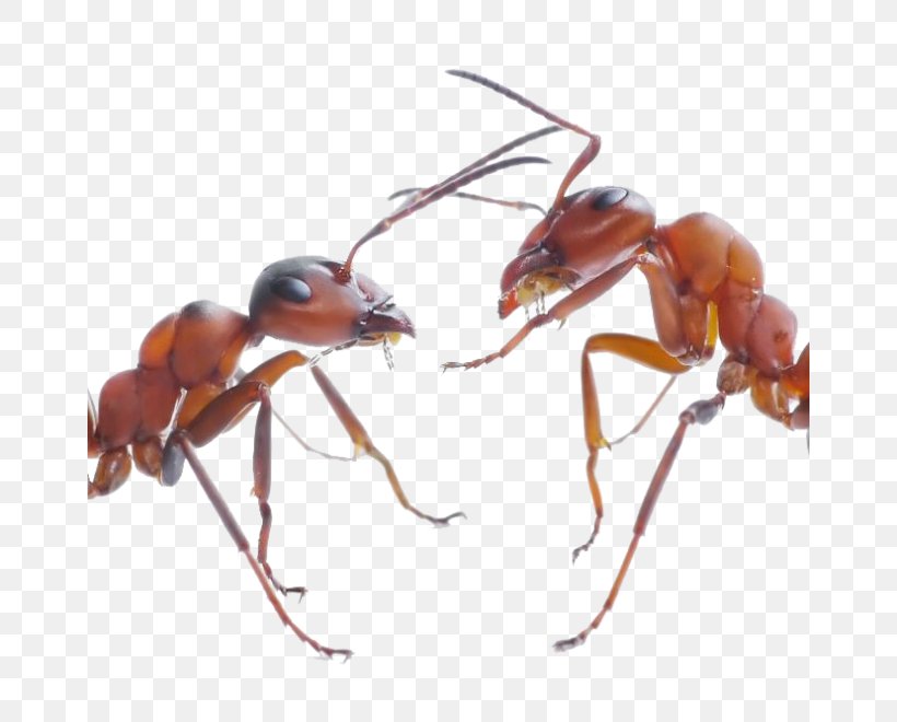 The Ants Insect Ant Colony Black Garden Ant, PNG, 660x660px, Ant, Ant Colony, Ants, Arthropod, Banded Sugar Ant Download Free