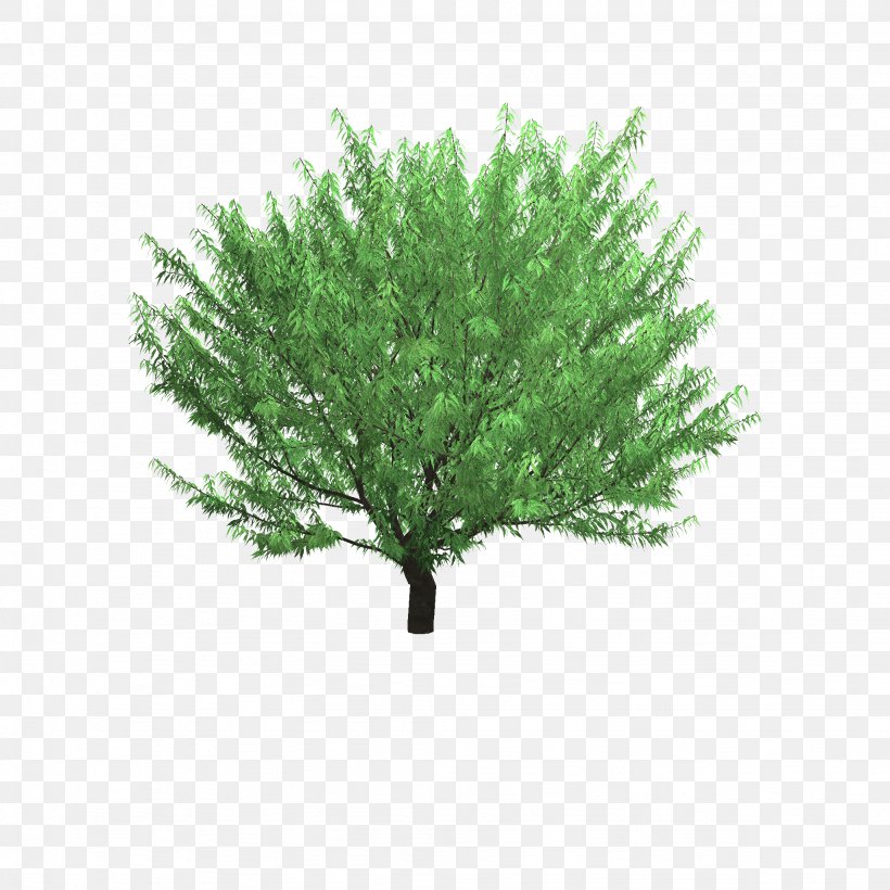 Zelkova Serrata Tree Vase Plant, PNG, 2048x2048px, 3d Computer Graphics, 3d Modeling, Zelkova Serrata, Branch, Evergreen Download Free