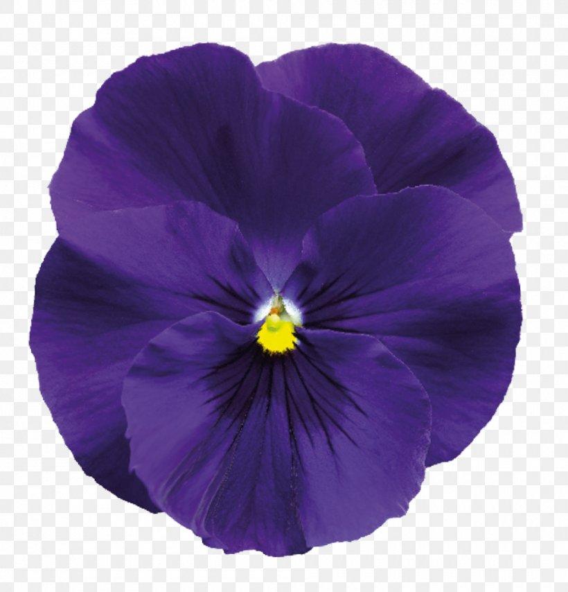 Delta Air Lines Pansy Violet Solution Flower, PNG, 1000x1042px, Delta Air Lines, Cobalt Blue, Fernsehserie, Flower, Flowering Plant Download Free