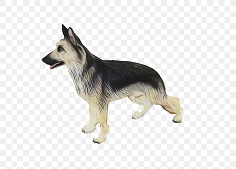 Dog German Shepherd Dog Working Dog Rare Breed (dog) Tervuren, PNG, 800x586px, Watercolor, Dog, German Shepherd Dog, Paint, Rare Breed Dog Download Free