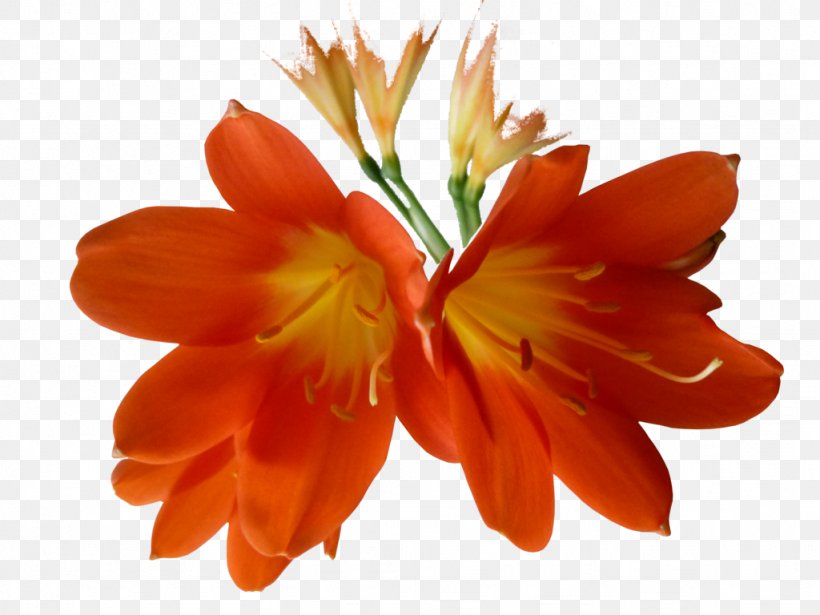 Flower Clivia Lilium, PNG, 1024x768px, Flower, Clivia, Cut Flowers, Flowering Plant, Lilium Download Free