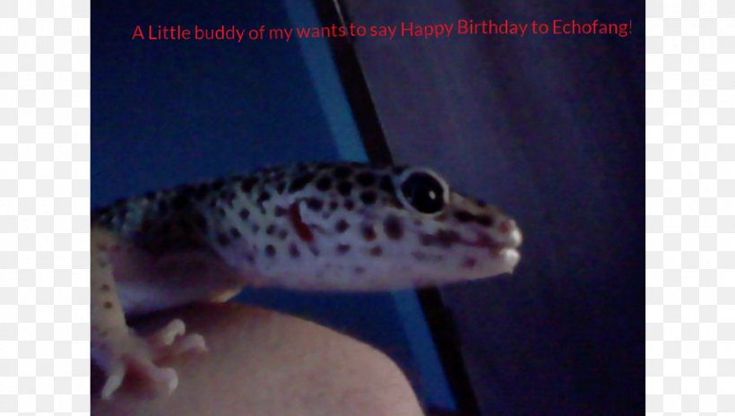 Gecko Fauna Fish, PNG, 920x521px, Gecko, Fauna, Fish, Organism, Reptile Download Free