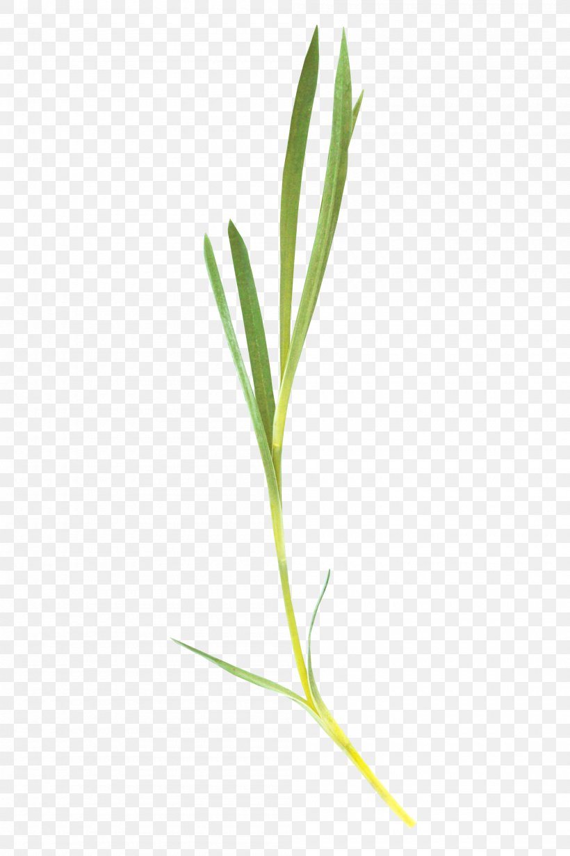 Leaf, PNG, 2000x3000px, Leaf, Grass, Grass Family, Plant Stem Download Free