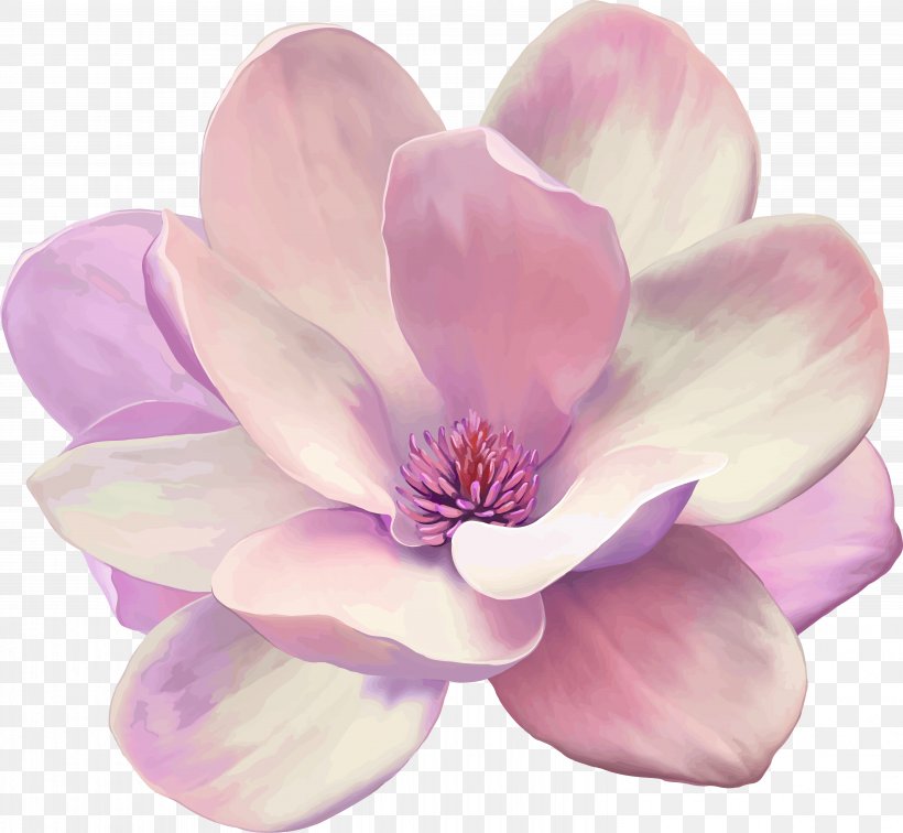 Oil Painting Magnolia Canvas Print Vector Graphics, PNG, 5987x5527px, Painting, Art, Artist, Blossom, Canvas Download Free