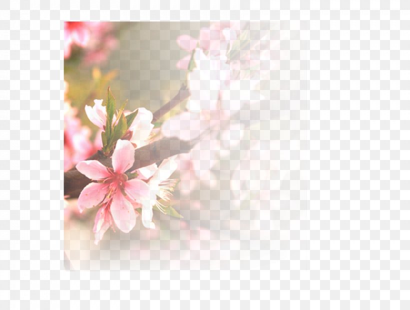 Wallpaper, PNG, 861x651px, Floral Design, Blossom, Branch, Cherry Blossom, Designer Download Free