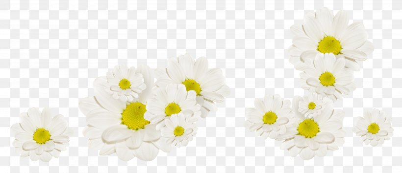 White Flower Fleur Blanche Png 3175x1374px White Fleur