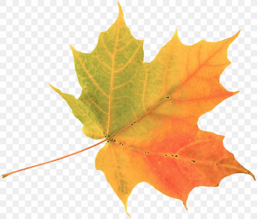 Autumn Leaf Color Maple Leaf Clip Art, PNG, 1024x873px, Autumn Leaf Color, Autumn, Color, Drawing, Green Download Free