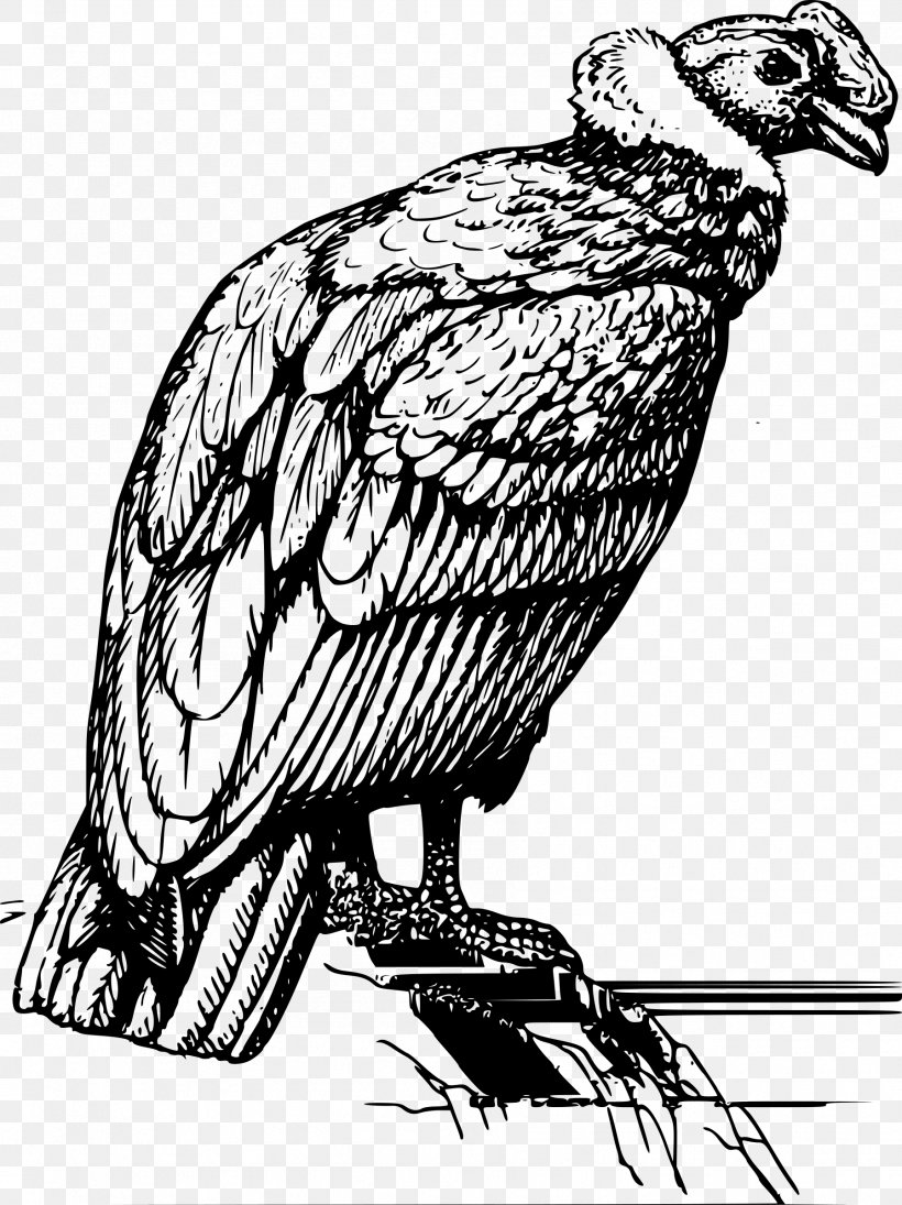 Condor Bird Clip Art, PNG, 1797x2400px, Condor, Andean Condor, Art, Artwork, Beak Download Free