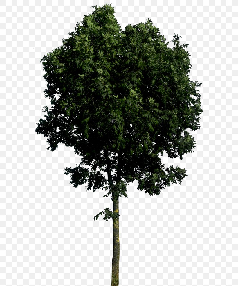 Branch Shrub Leaf Evergreen Tree, PNG, 600x984px, Tree, Art, Branch, Deviantart, Document Download Free