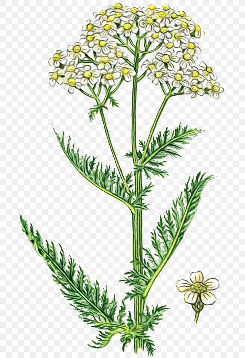 Cow Background, PNG, 692x1200px, Tansy, Caraway, Chamomile, Cow Parsley, Fennel Download Free