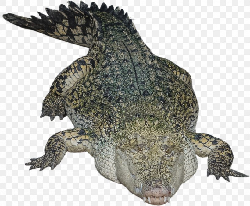 Crocodiles Chinese Alligator, PNG, 1280x1058px, Crocodile, Alligator, Amphibian, Chinese Alligator, Crocodiles Download Free